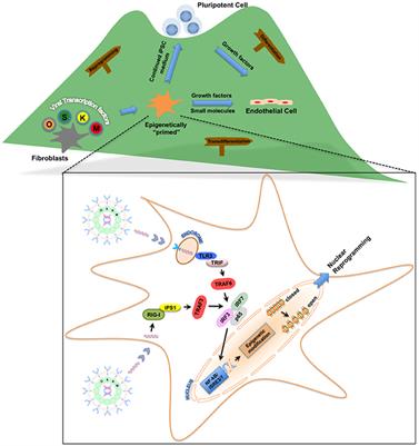 Paying the Toll in Nuclear Reprogramming